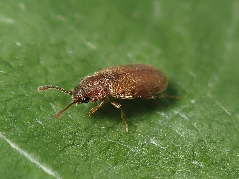 da identificare: Latridiidae ?? No, Cryptophagidae